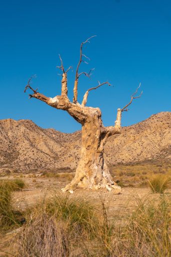 A young female hiker visiting the tree of misfortune in the desert of Tabernas, Almera, Andalusia