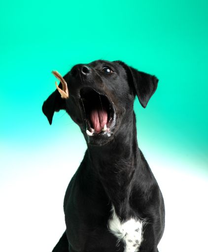 A portrat of a cute black dog sitting in front of a green background