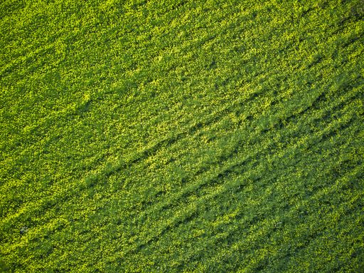 an aerial top view of green field with yellow flowers pattern