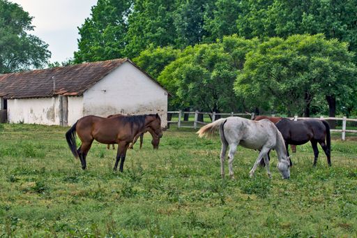 A group of young horses grazing in the evening. Horses are grown on a horse stud farm.
