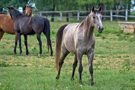 A group of young horses grazing in the evening. Horses are grown on a horse stud farm.