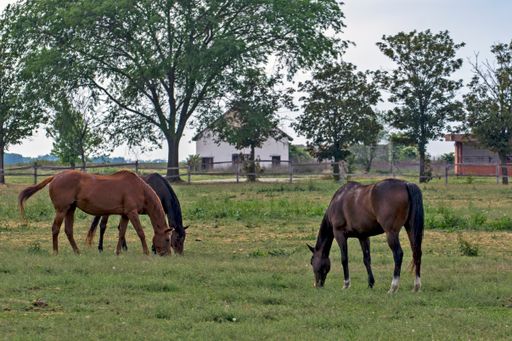 A group of young horses grazing in the evening. Horses are grown on a horse stud farm.
