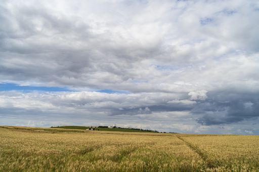 A landscape of a field covered in the grass under a cloudy sky at daytime in Andalusia, Spain