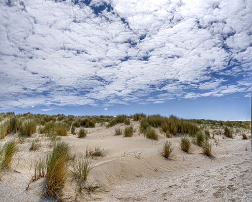 A view of grasses on a desert field under a cloudy blue sky
