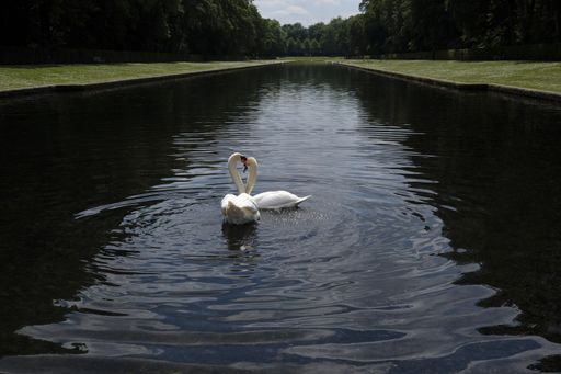 A beautiful scenery of Tundra swans swimming in a lake surrounded by greenery