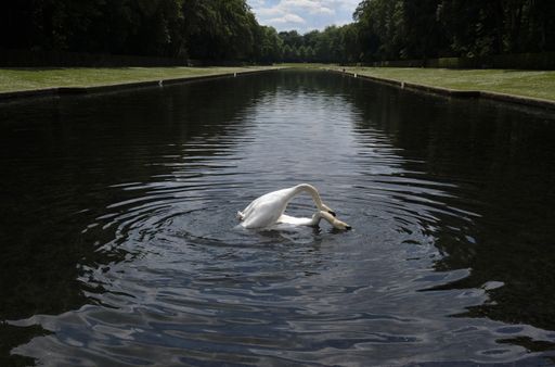 A beautiful scenery of Tundra swans swimming in a lake surrounded by greenery