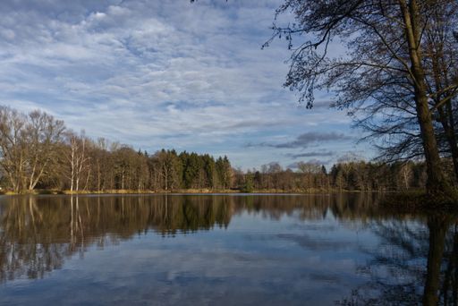 A beautiful view of a lake near the forest