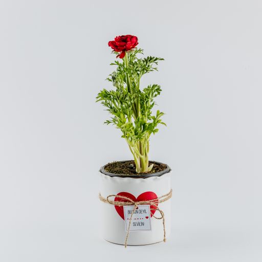 A closeup shot of Valentine's day decorations on a white background