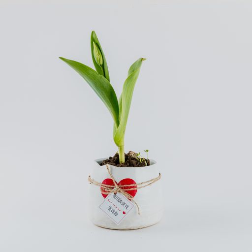 A closeup shot of Valentine's day decorations on a white background