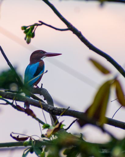 A vertical shot of a bird on a tree