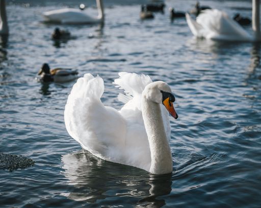 A selective shallow focus shot of a beautiful mute swan swimming in water on a sunny day