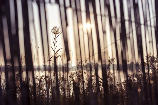 A beautiful scenery of tall dry grass near a sea