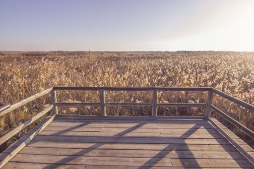 A beautiful scenery of a wooden path surrounded with dry grass field