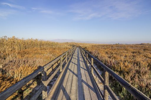 A beautiful scenery of a wooden path surrounded with dry grass field