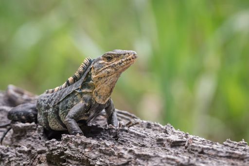A lizard on a blurred background
