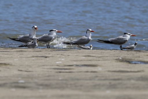 Four Royal terns Thalasseus maximus, two with open bills, with Least terns Sternula antillarum resting on sea-shore. Cayenne, French Guiana, France