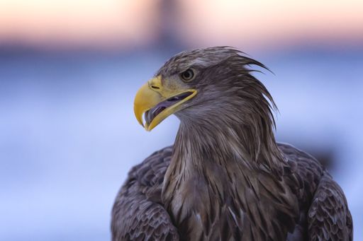 A closeup of an eagle with blurred background