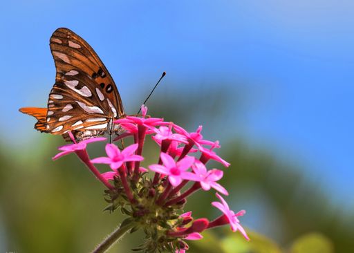 A macro shot of a butterfly on a flower