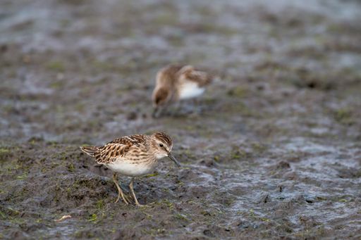 A selective shallow focus shot of a least sandpiper bird searching for food in a muddy soil