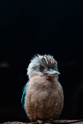 A vertical shot of a blue-winged kookaburra sitting against the black background