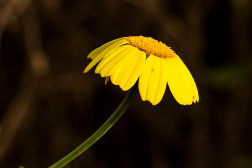 Crown daisy Glebionis coronaria flower petals droop in the night, becoming erect again in daylight.Here petals still drooping. Fallow field, Malta,