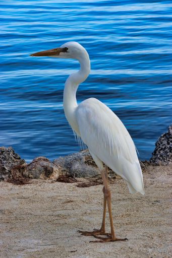 A vertical shot of a white heron bird perched on the ground on a sunny day