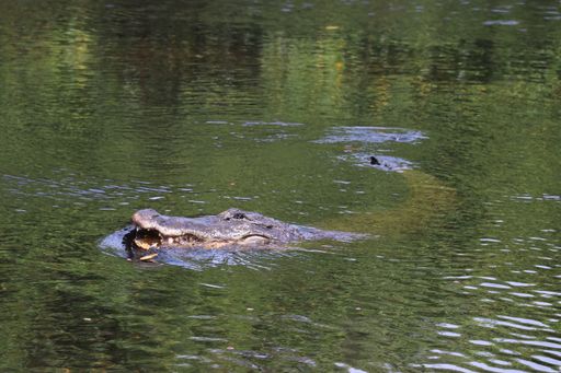 A huge crocodile swimming in the water under the sunlight