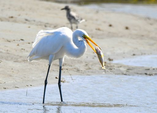 A lonely heron standing on a beach and reflecting in the water.