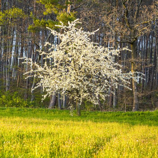A beautiful shot of a blooming white tree surrounded by greenery