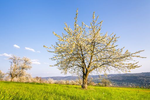 A beautiful shot of a blooming white tree surrounded by greenery