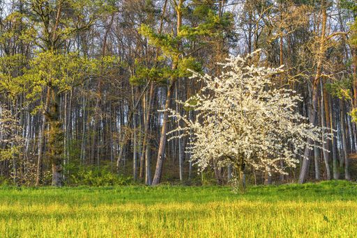 A beautiful shot of a blooming white tree surrounded by greenery