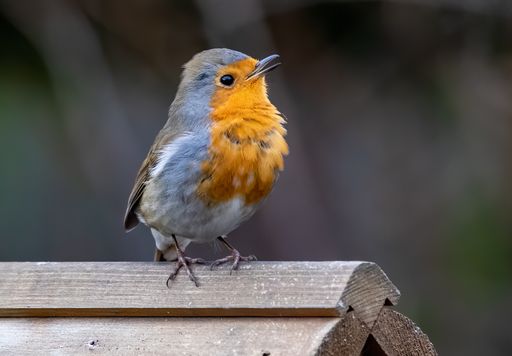 A selective focus shot of a European robin bird perched on wood