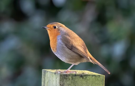 A selective focus shot of a European robin bird perched on wood