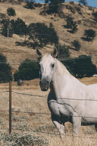 A closeup shot of a beautiful horse behind a wired fence at a ranch