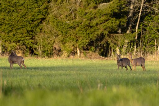 A selective focus shot of three deers standing on a grass field with trees in the background