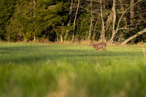 A selective focus shot of a deer walking on a grass field with trees in the background