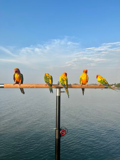 A vertical shot of Conure parrots perched on a wooden post against a lake