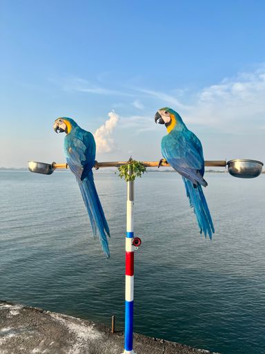 A vertical shot of blue and yellow Macaw parrots perched on a wooden post against a lake