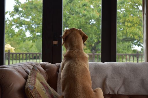 A closeup shot of a brown dog sitting on the couch and looking outside of the window
