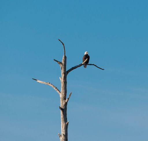 A bald eagle perched on a leafless tree against a clear blue sky