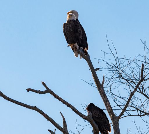 A low angle shot of bald eagles perched on a branch of a leafless tree against a clear blue sky