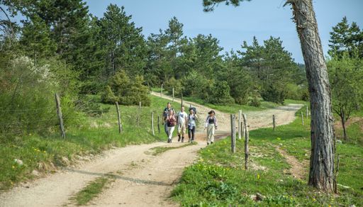 A group of happy young friends with backpacks hiking in a forest on a sunny summer day