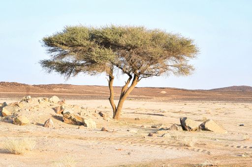 An Acacias tree in the savanna in Saudi Arabia