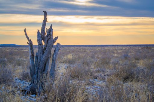 Dead tree and african savannah of Etosha National park in Namibia during sunset. Beauty in nature
