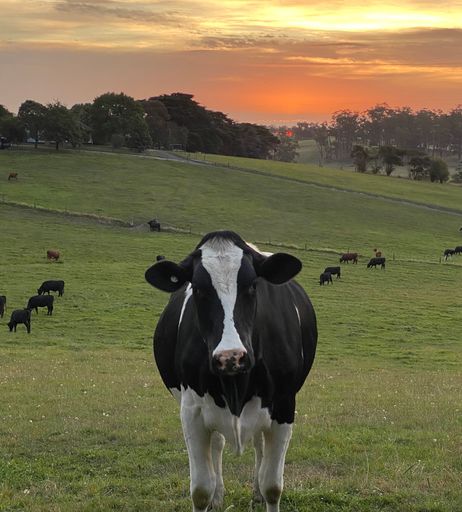 A portrait of a cow looking straight at the camera, standing in a pasture at sunset