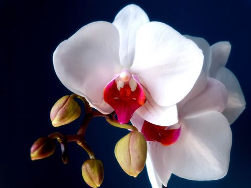 A closeup shot of a beautiful orchid flower