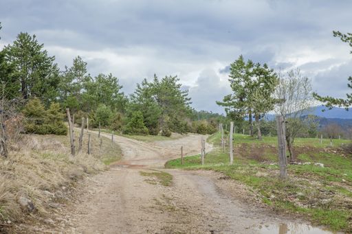 A view of dirt road with green trees under the cloudy sky in Karst Slovenia