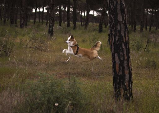A cute brown and white welsh sheepdog in a forest