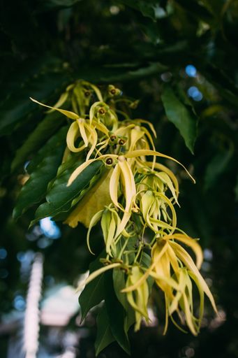 A vertical shot of yellow ylang-ylang flowers at a garden