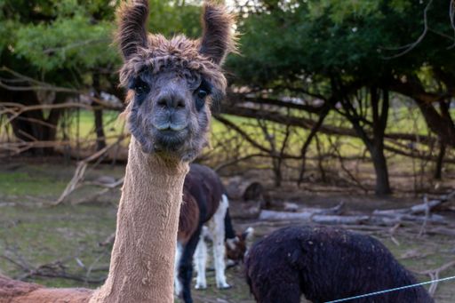 Funny close-up of alpaca in animal enclosure
